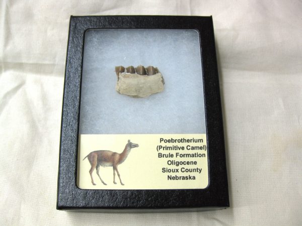 Genuine Oligocene Age Poebrotherium Camel Jaw Fossil For Sale from Nebraska #2c