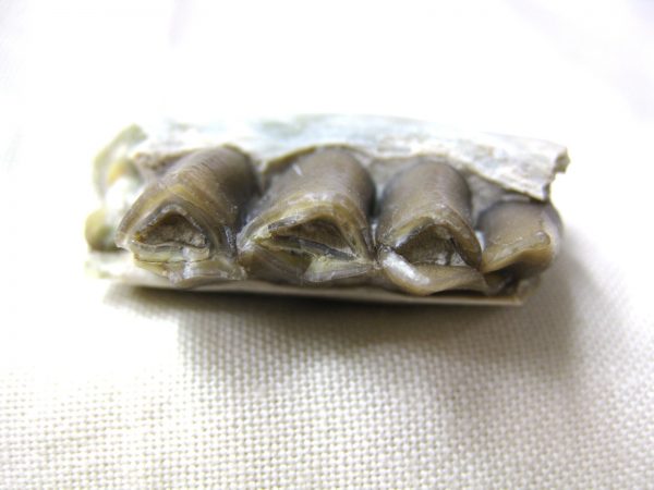 Genuine Oligocene Age Poebrotherium Camel Jaw Fossil For Sale from Nebraska #3b