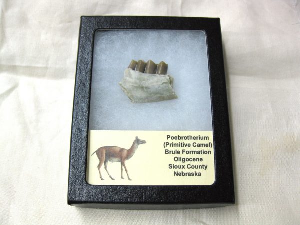 Genuine Oligocene Age Poebrotherium Camel Jaw Fossil For Sale from Nebraska #3c