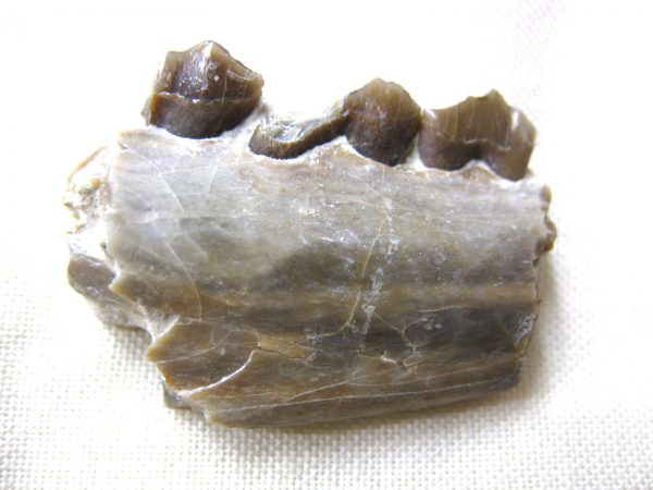 Genuine Oligocene Age Poebrotherium Camel Jaw Fossil For Sale from Nebraska #4