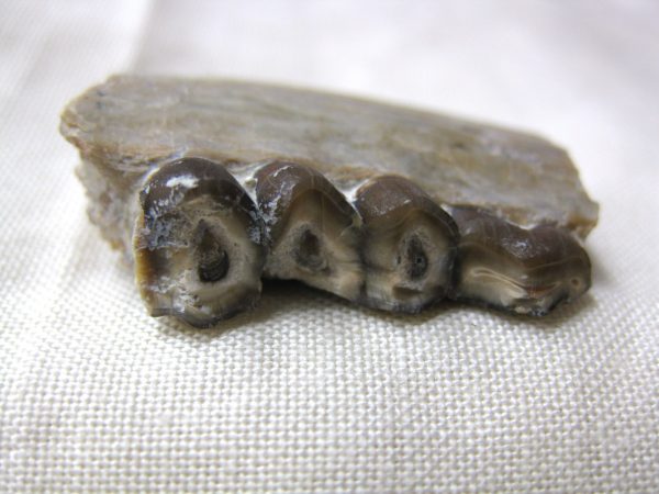 Genuine Oligocene Age Poebrotherium Camel Jaw Fossil For Sale from Nebraska #4b-1