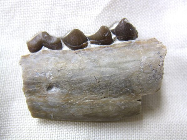 Genuine Oligocene Age Poebrotherium Camel Jaw Fossil For Sale from Nebraska #4b