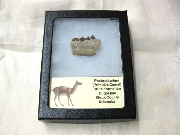 Genuine Oligocene Age Poebrotherium Camel Jaw Fossil For Sale from Nebraska #4c