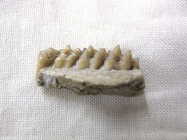 Genuine Oligocene Age Poebrotherium Camel Jaw Fossil For Sale from Nebraska #5a