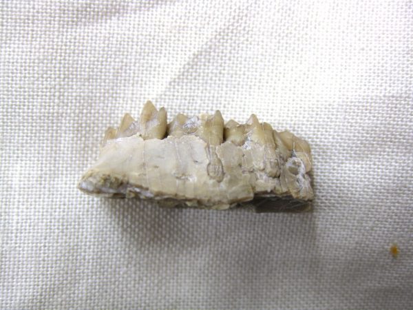 Genuine Oligocene Age Poebrotherium Camel Jaw Fossil For Sale from Nebraska #5b