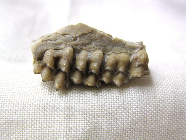 Genuine Oligocene Age Poebrotherium Camel Jaw Fossil For Sale from Nebraska #5c