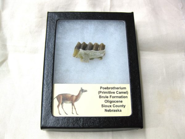 Genuine Oligocene Age Poebrotherium Camel Jaw Fossil For Sale from Nebraska #6