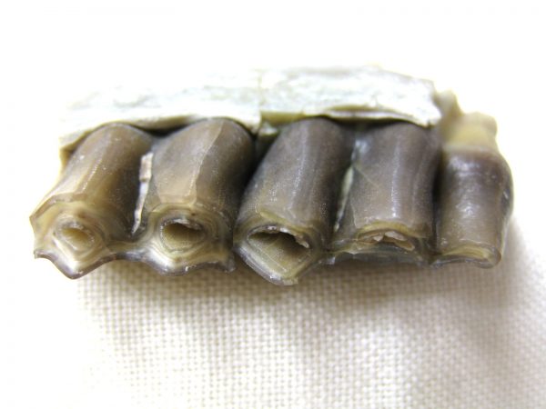 Genuine Oligocene Age Poebrotherium Camel Jaw Fossil For Sale from Nebraska #6c