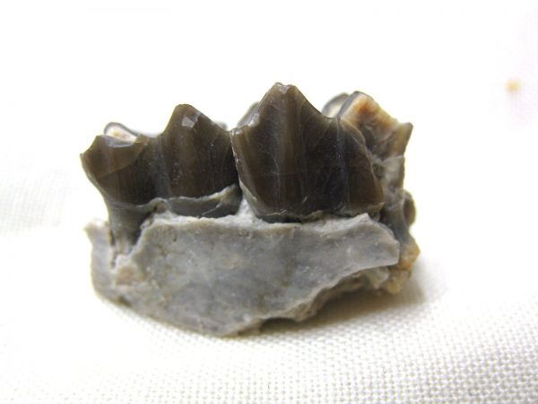 Genuine Oligocene Age Poebrotherium Camel Jaw Fossil For Sale from Nebraska #7a