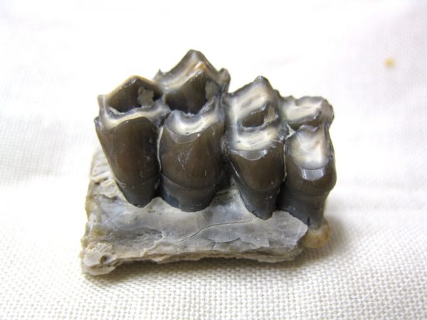 Genuine Oligocene Age Poebrotherium Camel Jaw Fossil For Sale from Nebraska #7b