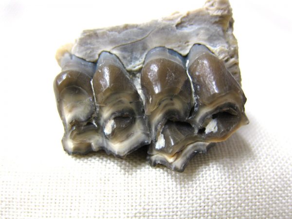 Genuine Oligocene Age Poebrotherium Camel Jaw Fossil For Sale from Nebraska #7c