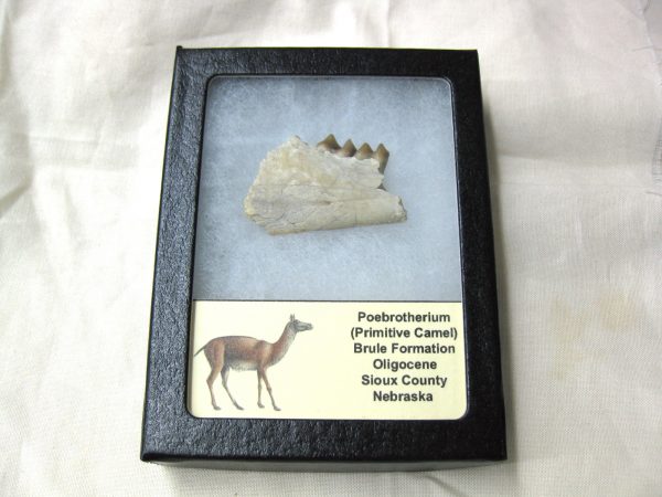 Genuine Oligocene Age Poebrotherium Camel Jaw Fossil For Sale from Nebraska #8