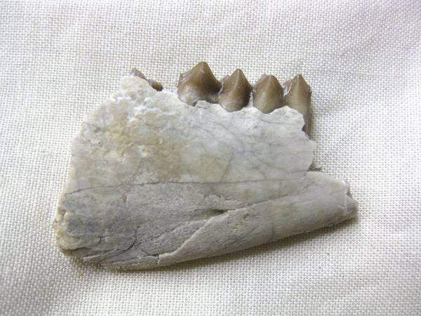 Genuine Oligocene Age Poebrotherium Camel Jaw Fossil For Sale from Nebraska #8a