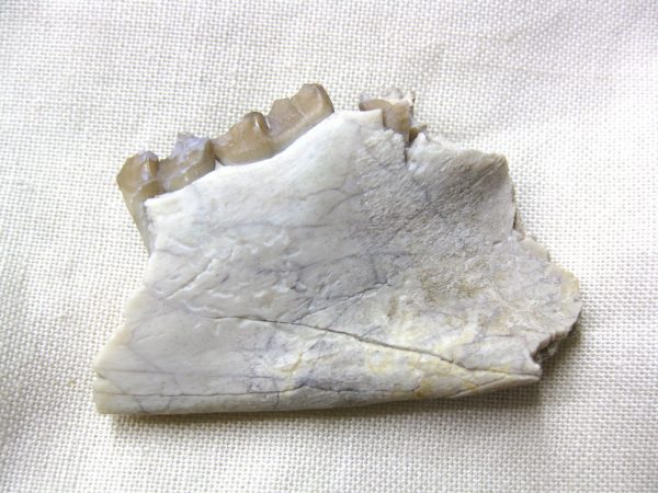 Genuine Oligocene Age Poebrotherium Camel Jaw Fossil For Sale from Nebraska #8b