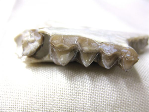 Genuine Oligocene Age Poebrotherium Camel Jaw Fossil For Sale from Nebraska #8c