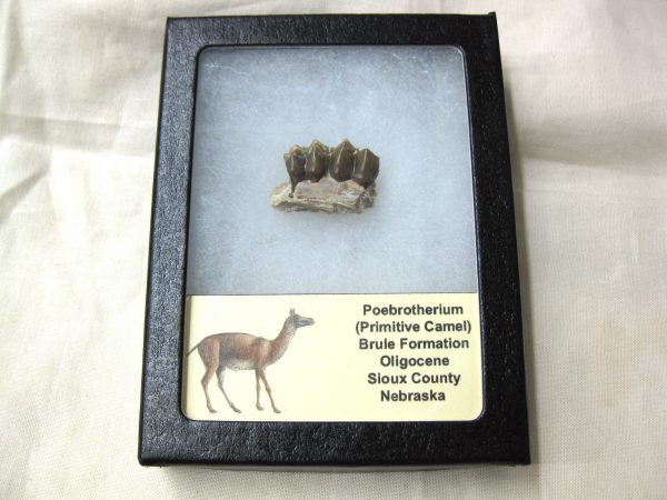 Genuine Oligocene Age Poebrotherium Camel Jaw Fossil For Sale from Nebraska #9