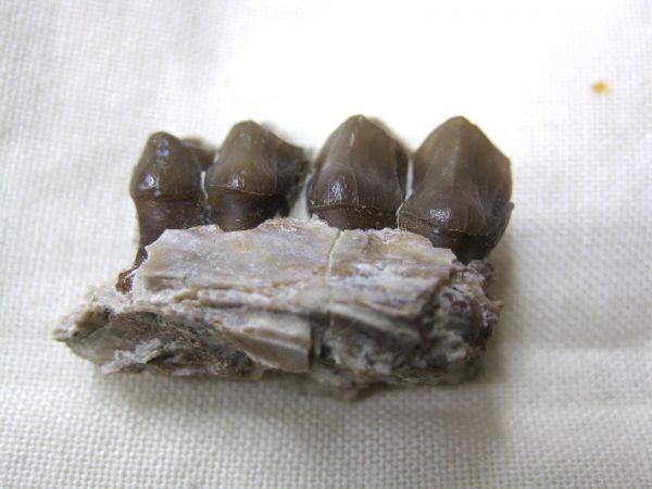 Genuine Oligocene Age Poebrotherium Camel Jaw Fossil For Sale from Nebraska #9a