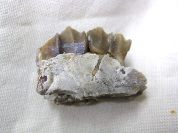 Genuine Oligocene Age Poebrotherium Camel Jaw Fossil For Sale from Nebraska #9b