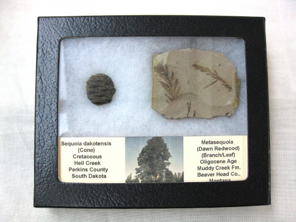 Genuine Oligocene & Cretaceous Age Sequoia Cone & Metasequoia Leaf Set Fossil from Montana & South Dakota For Sale #12