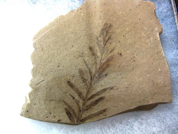 Genuine Oligocene & Cretaceous Age Sequoia Cone & Metasequoia Leaf Set Fossil from Montana & South Dakota For Sale #14b