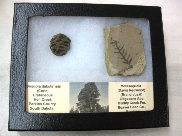 Genuine Oligocene & Cretaceous Age Sequoia Cone & Metasequoia Leaf Set Fossil from Montana & South Dakota For Sale #21