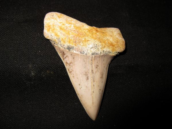 Genuine Miocene Age Carcharocles Hastalis Shark Tooth From For California For Sale #1