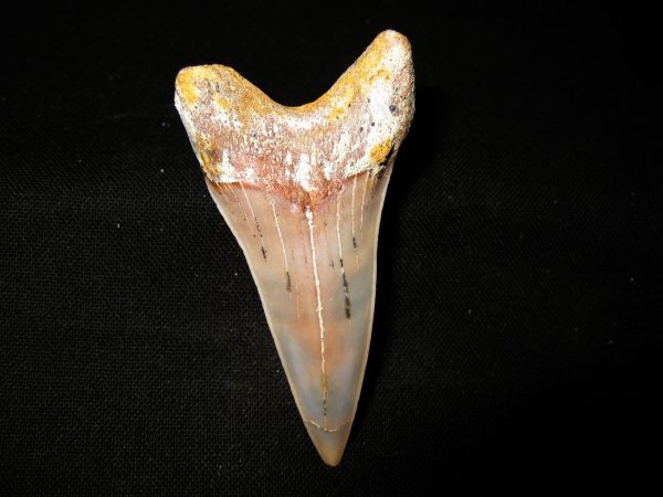 Genuine Miocene Age Carcharocles Hastalis Shark Tooth From For California For Sale #13b