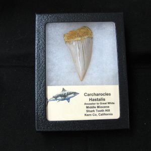 Genuine Miocene Age Carcharocles Hastalis Shark Tooth From For California For Sale #14