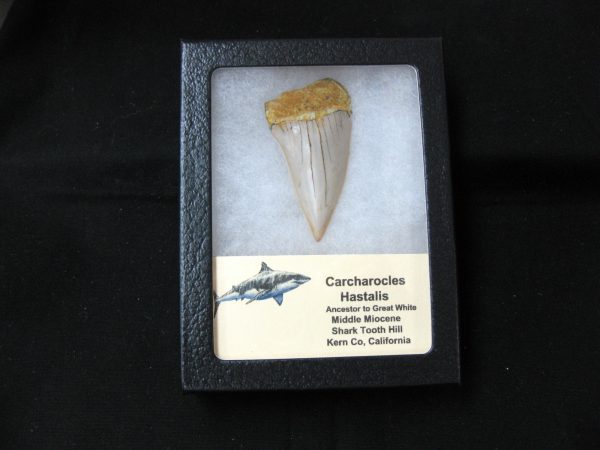 Genuine Miocene Age Carcharocles Hastalis Shark Tooth From For California For Sale #14