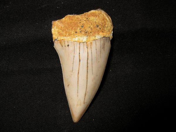 Genuine Miocene Age Carcharocles Hastalis Shark Tooth From For California For Sale #14a