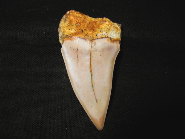 Genuine Miocene Age Carcharocles Hastalis Shark Tooth From For California For Sale #14b