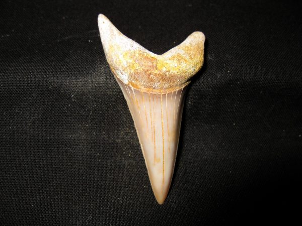 Genuine Miocene Age Carcharocles Hastalis Shark Tooth From For California For Sale #17a