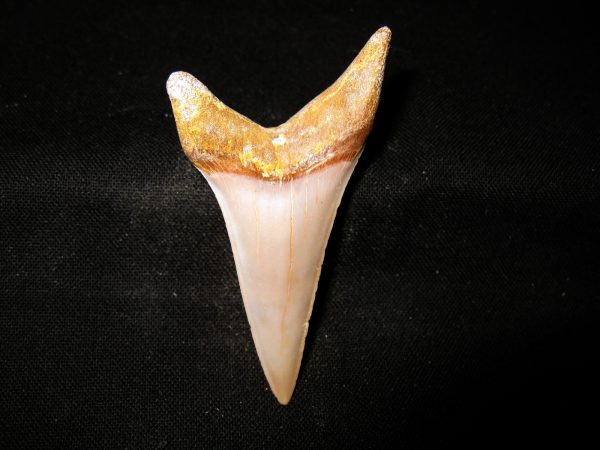 Genuine Miocene Age Carcharocles Hastalis Shark Tooth From For California For Sale #17b