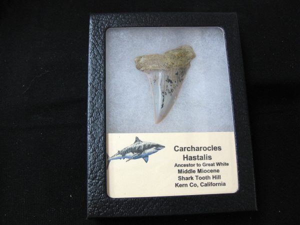 Genuine Miocene Age Carcharocles Hastalis Shark Tooth From For California For Sale #19