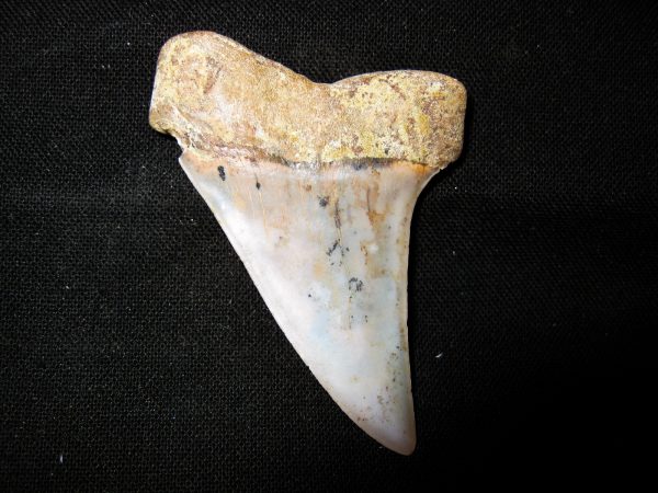 Genuine Miocene Age Carcharocles Hastalis Shark Tooth From For California For Sale #19b