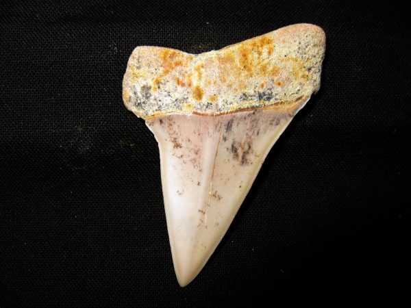 Genuine Miocene Age Carcharocles Hastalis Shark Tooth From For California For Sale #1a