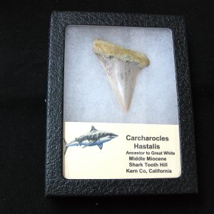 Genuine Miocene Age Carcharocles Hastalis Shark Tooth From For California For Sale #1b