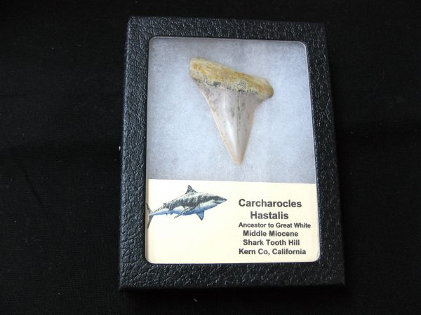 Genuine Miocene Age Carcharocles Hastalis Shark Tooth From For California For Sale #1b