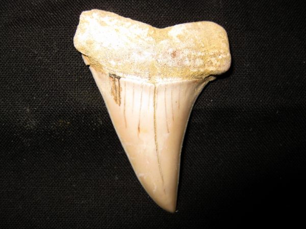 Genuine Miocene Age Carcharocles Hastalis Shark Tooth From For California For Sale #2