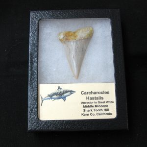 Genuine Miocene Age Carcharocles Hastalis Shark Tooth From For California For Sale #20