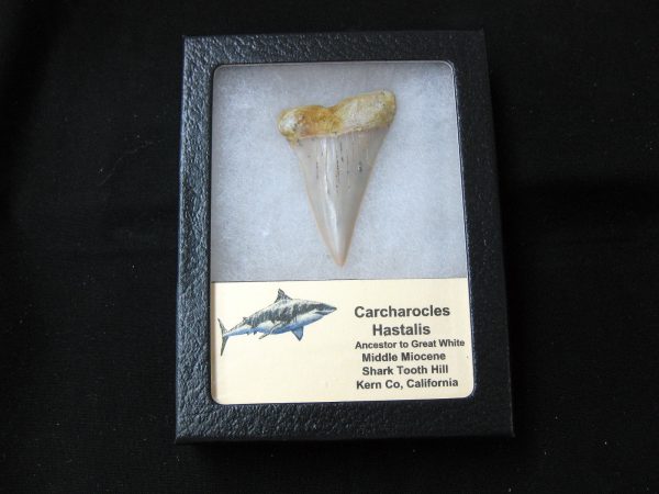 Genuine Miocene Age Carcharocles Hastalis Shark Tooth From For California For Sale #20