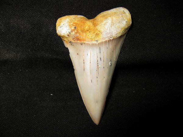 Genuine Miocene Age Carcharocles Hastalis Shark Tooth From For California For Sale #20a