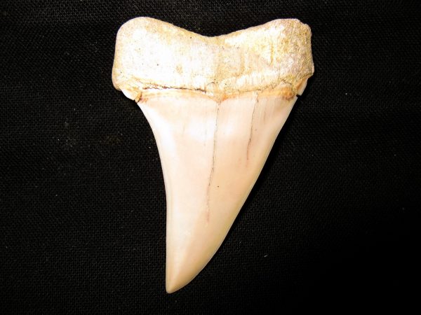 Genuine Miocene Age Carcharocles Hastalis Shark Tooth From For California For Sale #2a