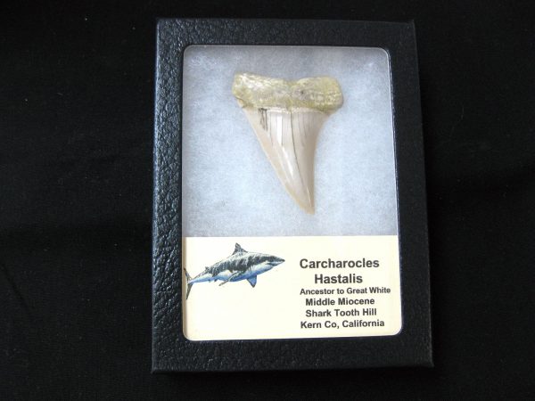 Genuine Miocene Age Carcharocles Hastalis Shark Tooth From For California For Sale #2b