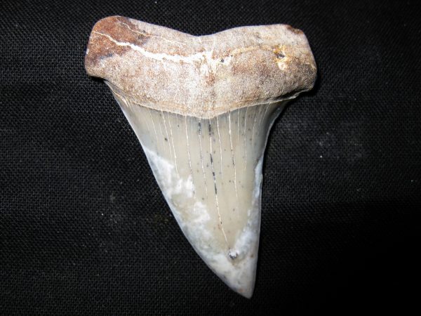 Genuine Miocene Age Carcharocles Hastalis Shark Tooth From For California For Sale #3