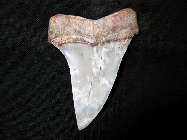 Genuine Miocene Age Carcharocles Hastalis Shark Tooth From For California For Sale #3a