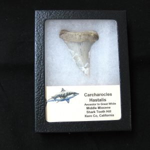 Genuine Miocene Age Carcharocles Hastalis Shark Tooth From For California For Sale #3b