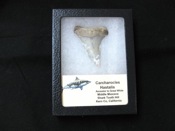 Genuine Miocene Age Carcharocles Hastalis Shark Tooth From For California For Sale #3b