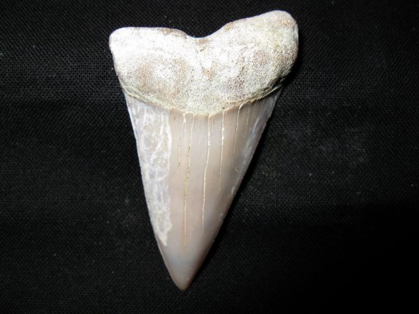 Genuine Miocene Age Carcharocles Hastalis Shark Tooth From For California For Sale #4