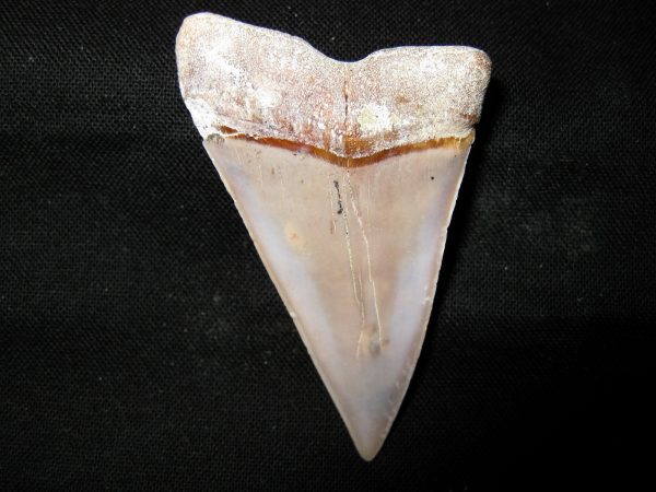 Genuine Miocene Age Carcharocles Hastalis Shark Tooth From For California For Sale #4a